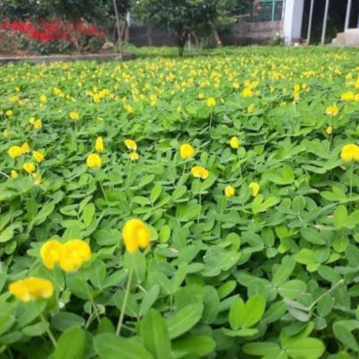 Cỏ đậu phộng