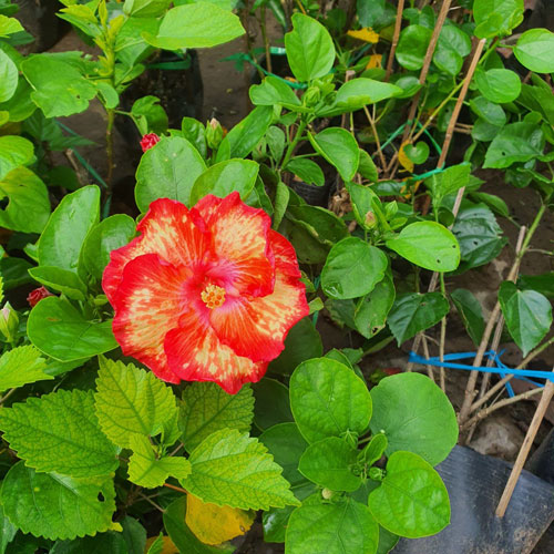 Hoa dâm bụt thái