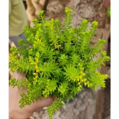 Cây mười giờ Úc