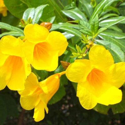 Cây hoa Hoàng Thảo