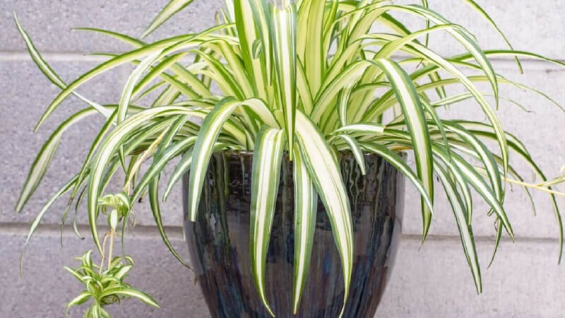 Ý nghĩa phong thuỷ cây lan chi