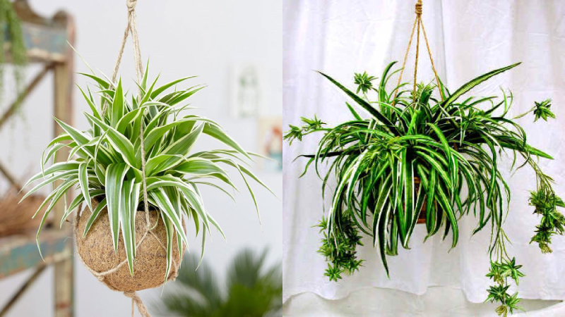 Công dụng của cây lan chi trong y học