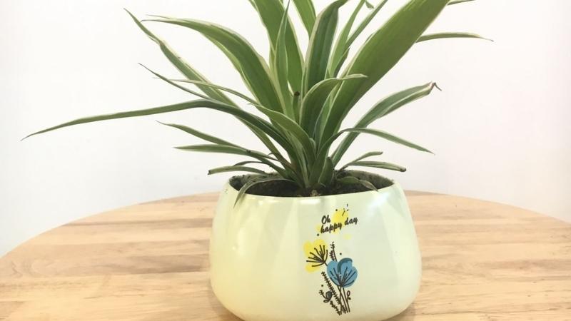 Hình ảnh đẹp về cây lan chỉ