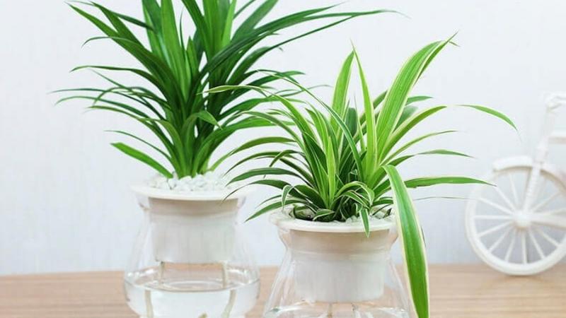 Hình ảnh đẹp về cây lan chỉ