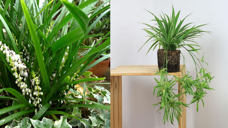 Cây lan chi còn được gọi với nhiều tên như cây dây nhện, cỏ lan chi