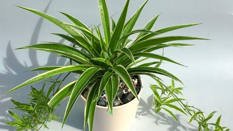 Hình ảnh đẹp về cây lan chỉ Hình ảnh đẹp về cây lan chỉ