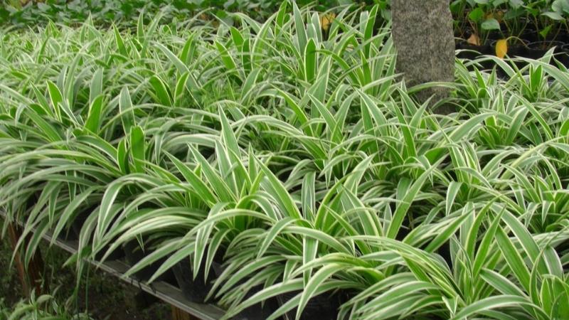 Hình ảnh đẹp về cây lan chỉ Hình ảnh đẹp về cây lan chỉ