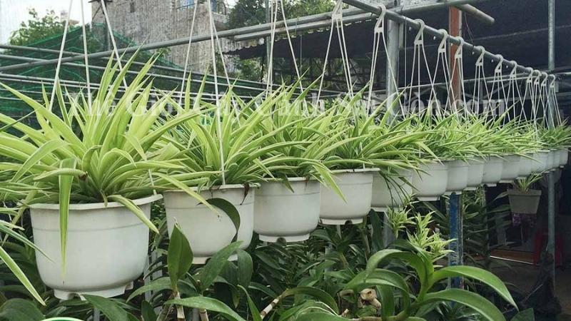 Hình ảnh đẹp về cây lan chỉ Hình ảnh đẹp về cây lan chỉ