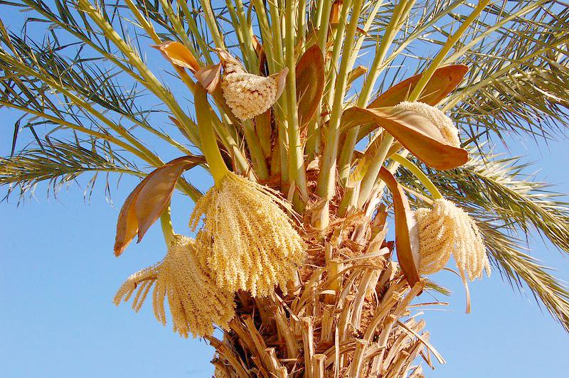 Cây chà là - Phân loại, tác dụng, kỹ thuật trồng và cách chăm sóc - 4