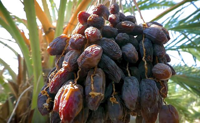 Cây chà là - Phân loại, tác dụng, kỹ thuật trồng và cách chăm sóc - 7