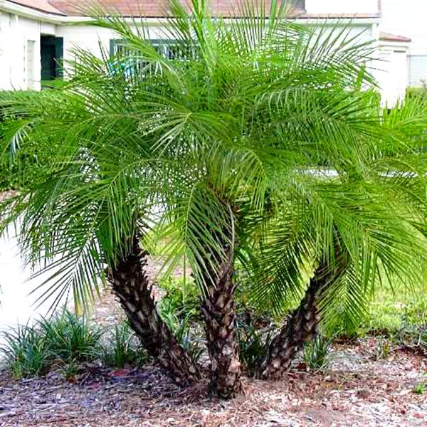 Cây chà là - Phân loại, tác dụng, kỹ thuật trồng và cách chăm sóc - 11