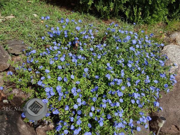 Thân mềm, dễ tỏa ra xung quanh.