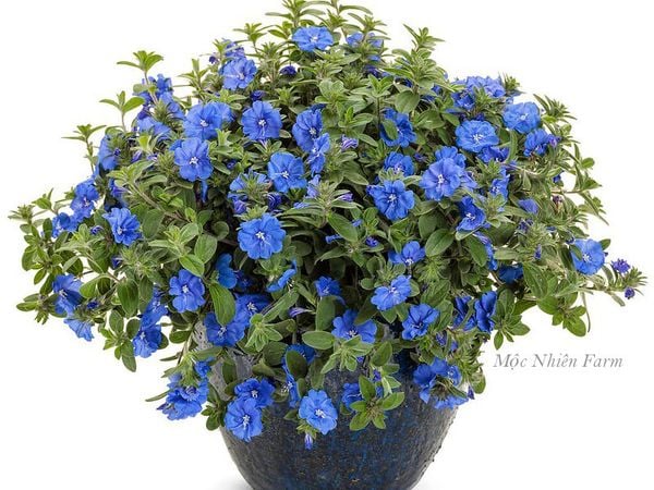 Màu xanh lạ mắt của hoa thanh tú.