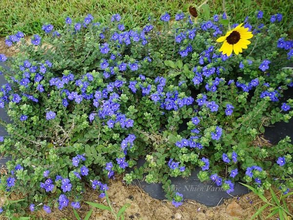 Thảm hoa màu xanh