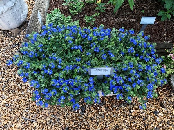 Hoa thanh tú và màu xanh lam hiếm có.